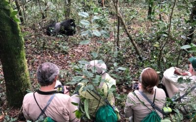 Rwanda or Uganda? Discover the best place to see Africa’s mountain gorillas