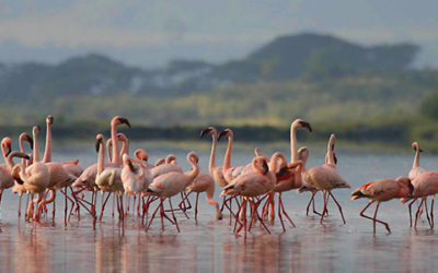 Flamingos and wildlife thrills at Soysambu