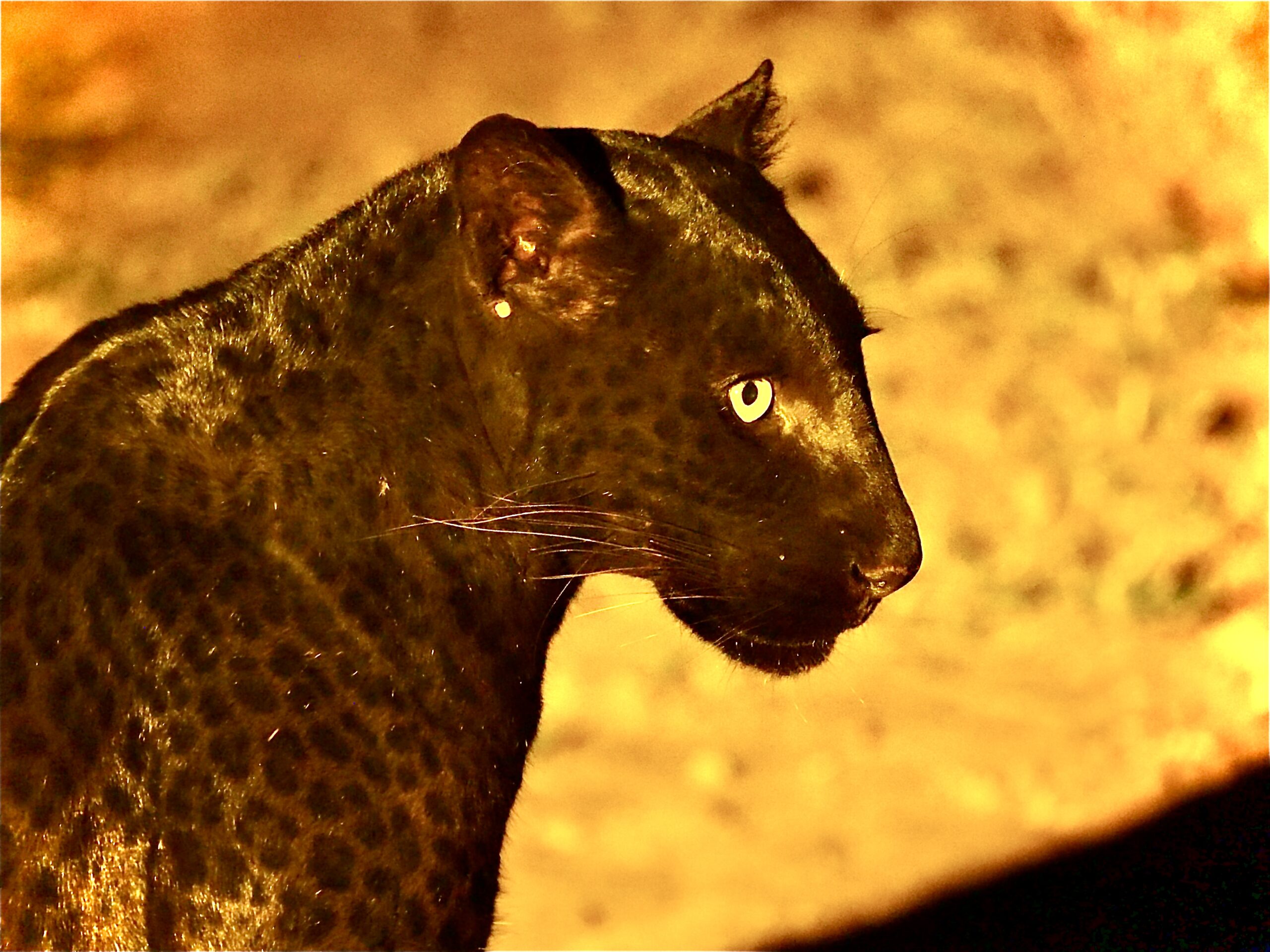 The incredible black leopard of Laikipia - Africa Geographic